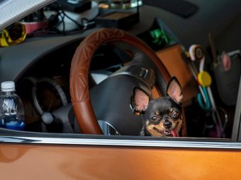 Dogs are a part of the family. From the moment you welcome a furry friend into your home, they become just as important to you as a child and they become a huge part of your life in every aspect of the word.